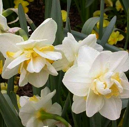 Narcissus 'White Lion' plant
