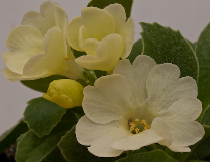 Primula auricula 'Snow White' plant