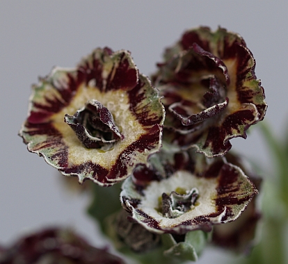 Primula auricula 'Merlin' plant