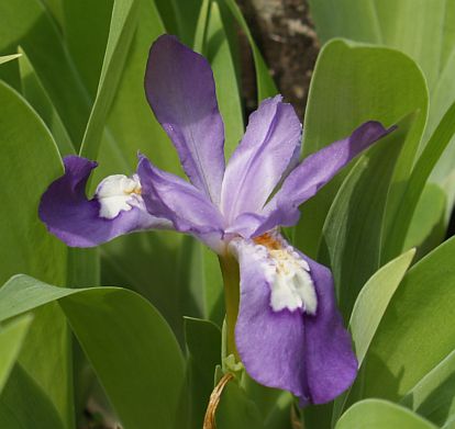 Iris 'Little Blue Bird' plant