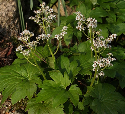 Mukdenia rosii plant