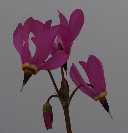 Dodecatheon jeffreyi tetrandum plant