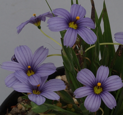 Sisyrinchium 'Californian Skies' plant