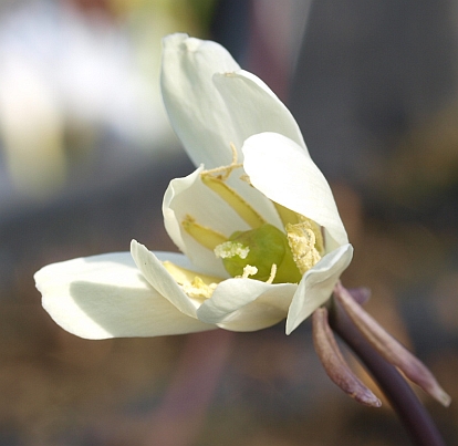 Jeffersonia diphylla plant