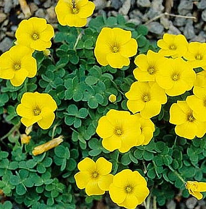 Oxalis perdicaria plant