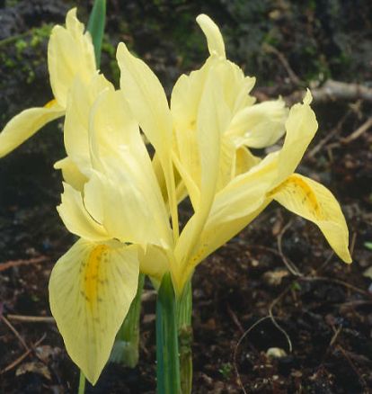 Iris winogradowii plant