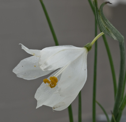 Olsynium douglasii 'Album' plant