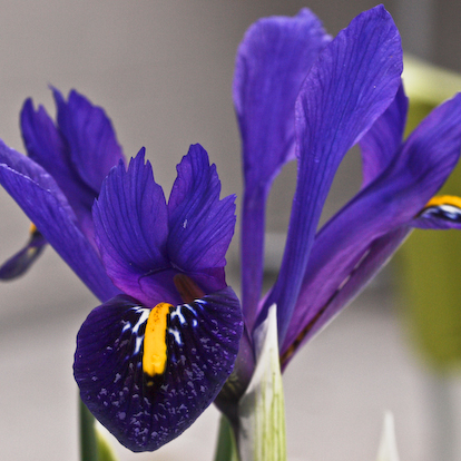 Iris reticulata 'Violet Beauty' plant