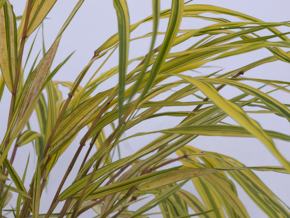 Hakonechloa macra 'Naomi' plant