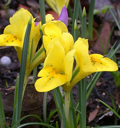 Iris danfordiae plant