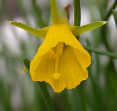 Narcissus bulbocodium var. conspicuus plant