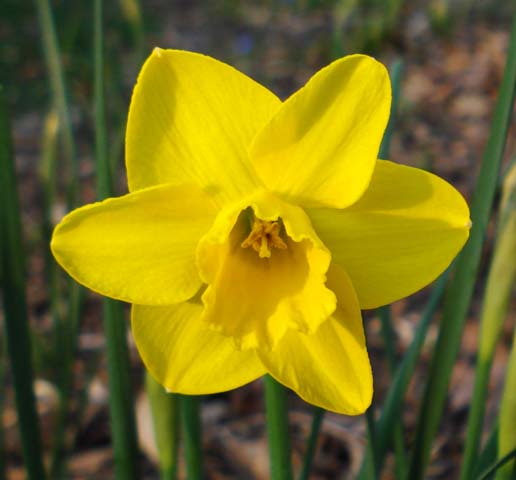 Narcissus 'Quail' plant