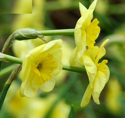 narcissus-sun-disc Narcissus 'Sun Disc' plant