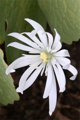 Sanguinaria canadensis 'Star' plant