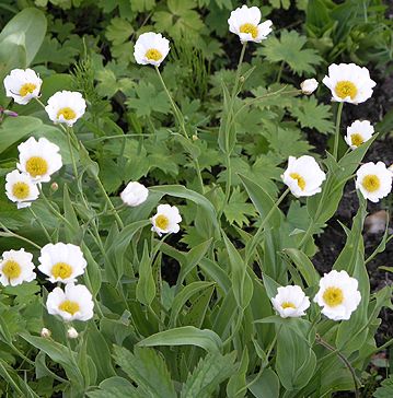 Ranunculus amplexicaulis plant