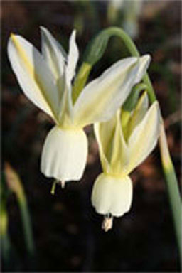 Narcissus 'Angels Tears' plant