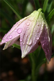 Lilium oxypetalum var. insigne plant