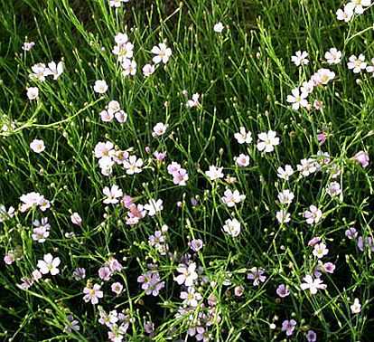 Petrorhagia saxifraga plant