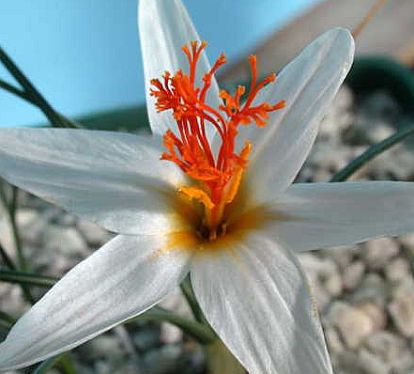 Crocus fleischerii plant