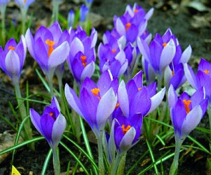 Crocus tommasinianus 'Rubinetta' plant