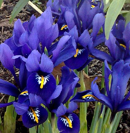 Iris reticulata 'Pixie' plant