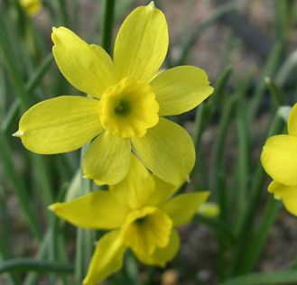 Narcissus assoanus plant