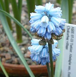 Muscari anatolicum plant