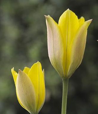 Tulipa iliensis plant