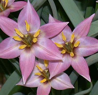 tulipa-aucheriana Tulipa aucheriana plant