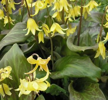 Erythronium 'Kondo' plant