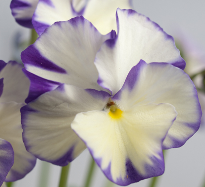 Viola (C) 'Rebecca' plant