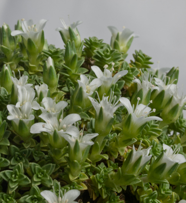 Arenaria tetraquetra plant