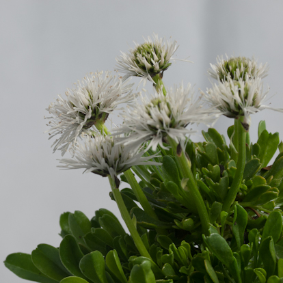Globularia cordifolia 'Alba' plant