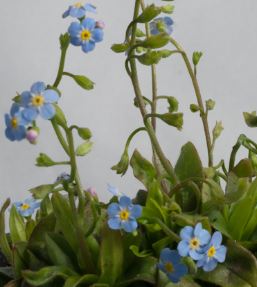 Myosotis rehsteineri plant