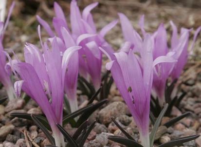 Bulbocodium vernum plant