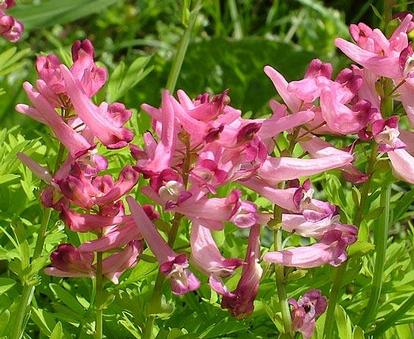 Corydalis buschii plant