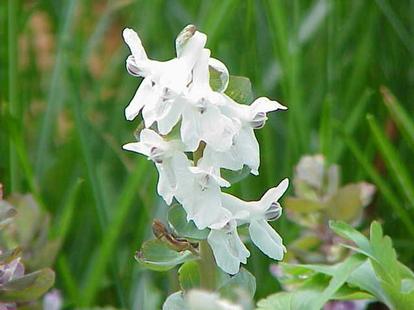 corydalis-cava Corydalis cava plant
