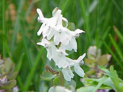 Corydalis cava plant