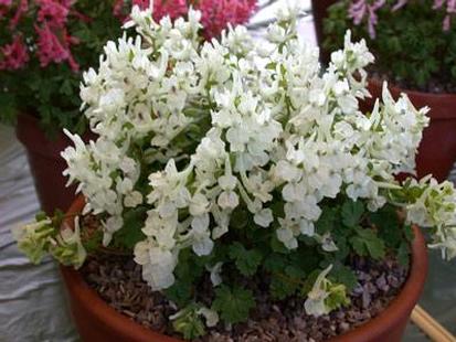 Corydalis malkensis plant