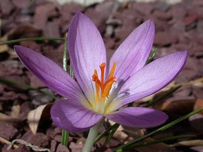 Crocus minimus plant