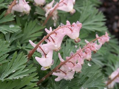 Dicentra cucullaria 'Pink Punk' plant