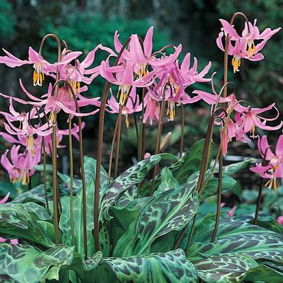 Erythronium revolutum plant