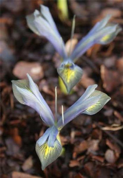 Iris 'Evening Twilight' plant