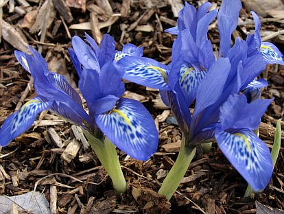 Iris histrioides 'Lady Beatrix Stanley' plant