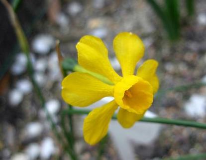 Narcissus willkommii plant
