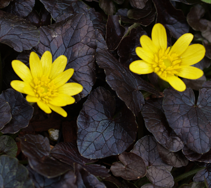 Ranunculus ficaria 'Brazen Hussy' plant