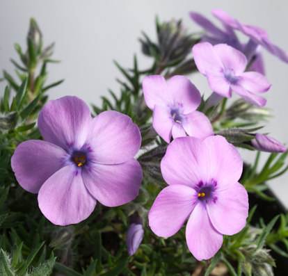 Phlox douglasii 'Eva' plant