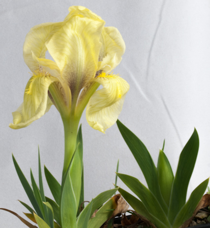 Iris reichenbachii plant