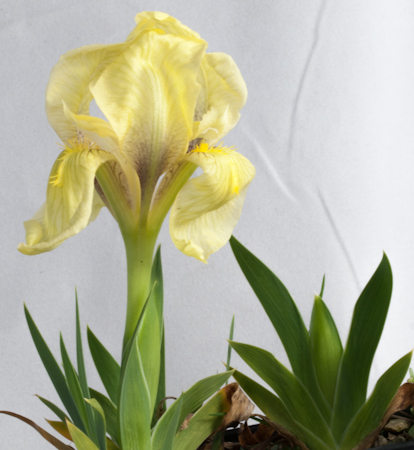 iris-reichenbachii Iris reichenbachii plant