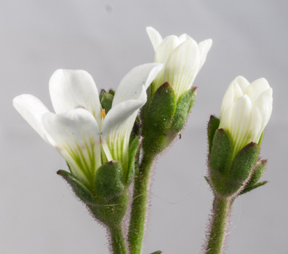 Saxifraga granulata plant